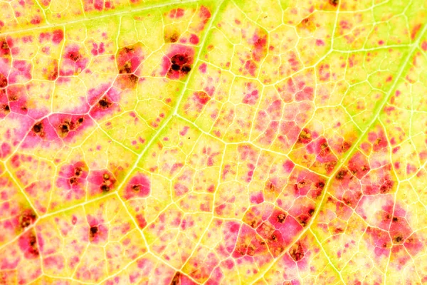 秋の葉のテクスチャの詳細 — ストック写真