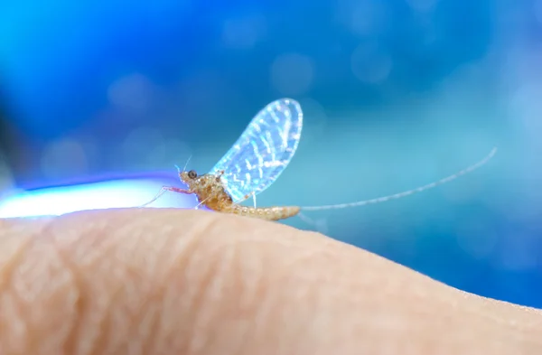 stock image Insect mayfly macro