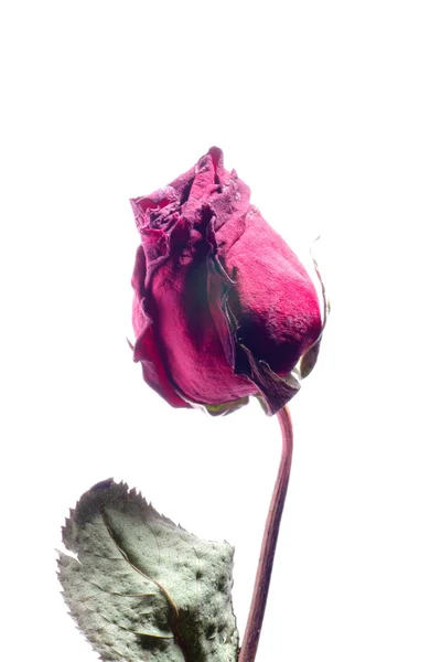 Rosa seca — Fotografia de Stock