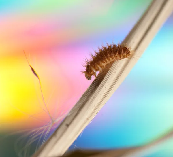 Alfombra larva de escarabajo — Foto de Stock