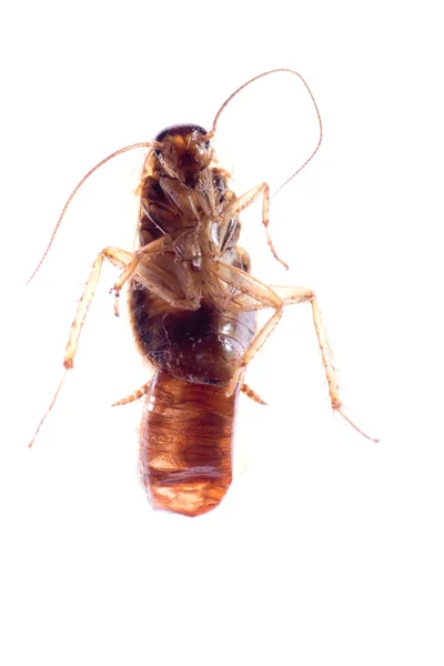 Insecto cucaracha insecto con bolsa de huevo — Foto de Stock