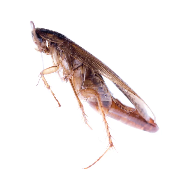Insect cockroach bug with egg pouch — Stock Photo, Image