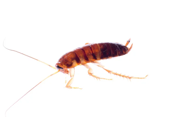 곤충 바퀴벌레 버그 — 스톡 사진