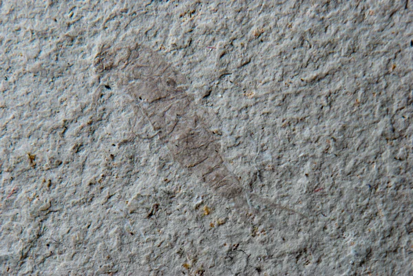Böcek nedir fossi — Stok fotoğraf