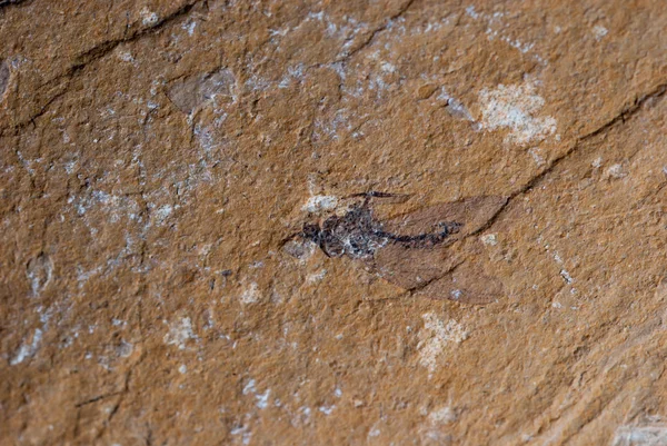 Mouche insecte fossile — Photo