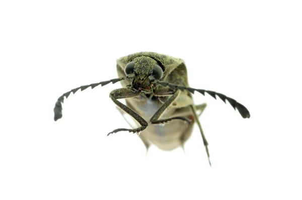 棕色甲虫 — 图库照片
