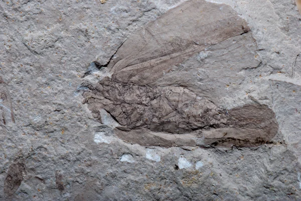 Insect cicada fossil — Stock Photo, Image