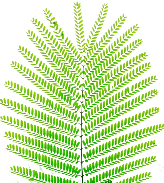 Folha de árvore de Albizzia falcata verde — Fotografia de Stock