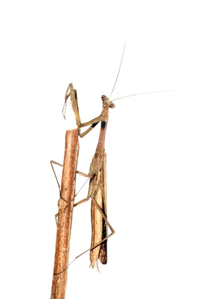 Εντόμων καφέ mantis bug — Φωτογραφία Αρχείου