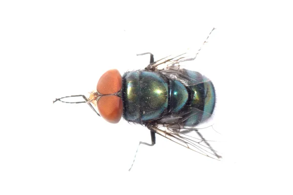 Красноглазый муха — стоковое фото