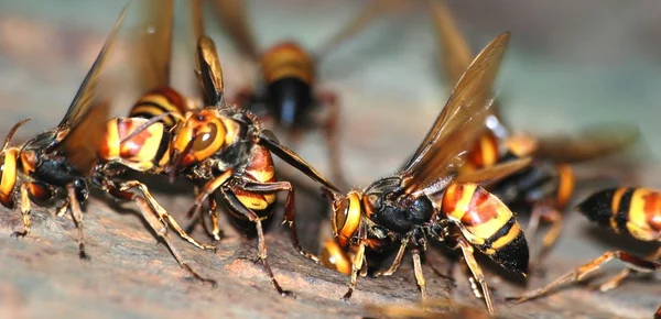 Macro delle api vespe — Foto Stock