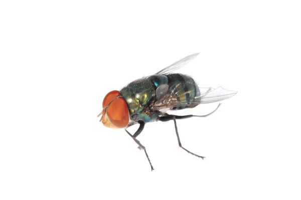 Hmyzu létat — Stock fotografie