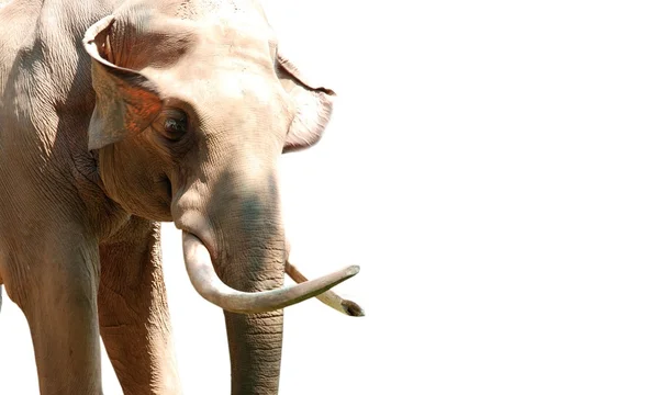 Ζώο ελέφαντας κεφάλι απομονωθεί σε λευκό — Φωτογραφία Αρχείου