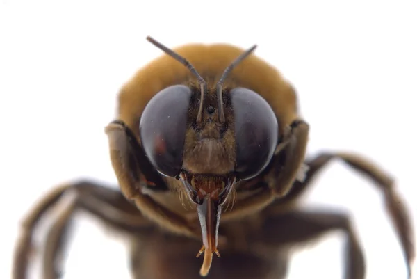 Macro cabeça de abelha Bumble — Fotografia de Stock
