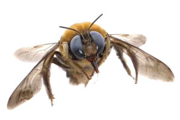 Hmyzu pokorný včela — Stock fotografie