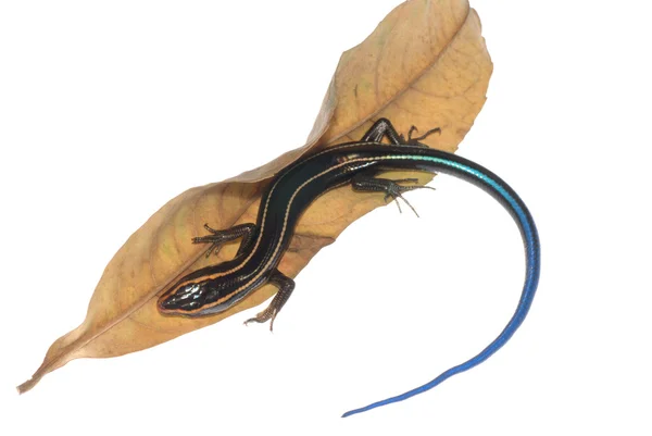 Skink lizard on dry leaf — Stock Photo, Image
