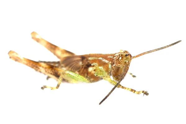 Grasshopper na białym tle — Zdjęcie stockowe