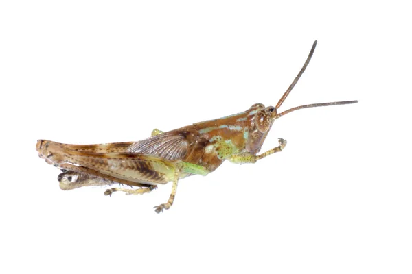 Grasshopper aislado —  Fotos de Stock