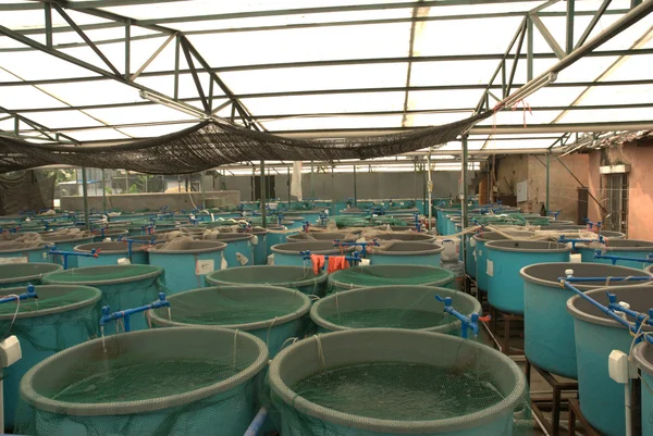 Сільське господарство аквакультури ферми — стокове фото