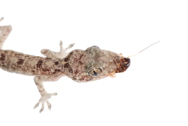 Gecko Babe frisst Kakerlaken isoliert — Stockfoto
