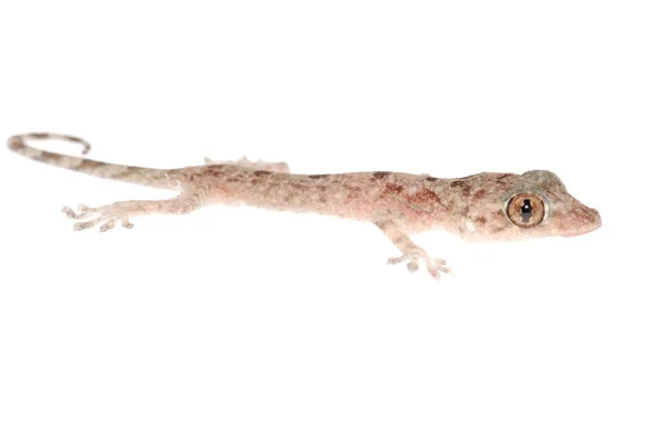 Тварин китайського gecko — стокове фото
