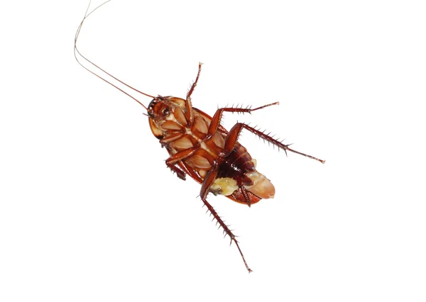 Мертвый таракан — стоковое фото