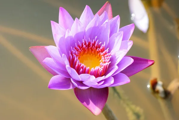 Makro lilii wodnej — Zdjęcie stockowe