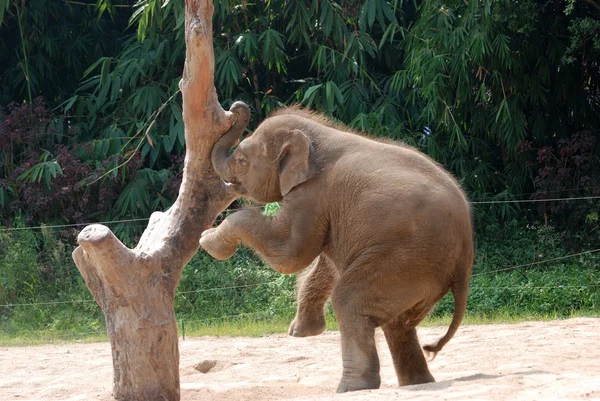 야생 동물 코끼리 아기 놀이 — 스톡 사진