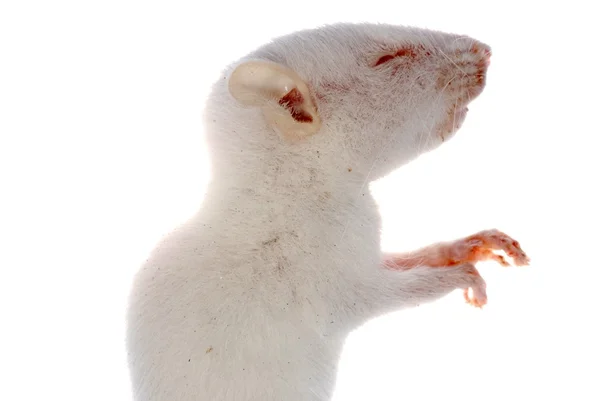 Souris rat blanc isolé — Photo