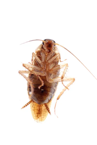 Roach bug elszigetelt — Stock Fotó
