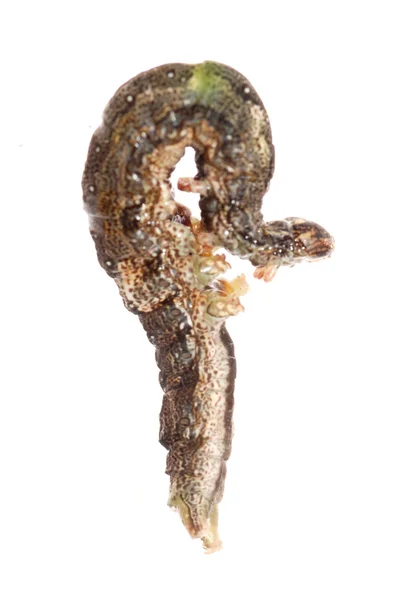 Mariposa polilla oruga larva —  Fotos de Stock