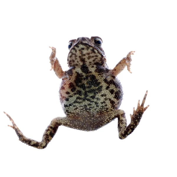 Animal toad frog — Stock Photo, Image
