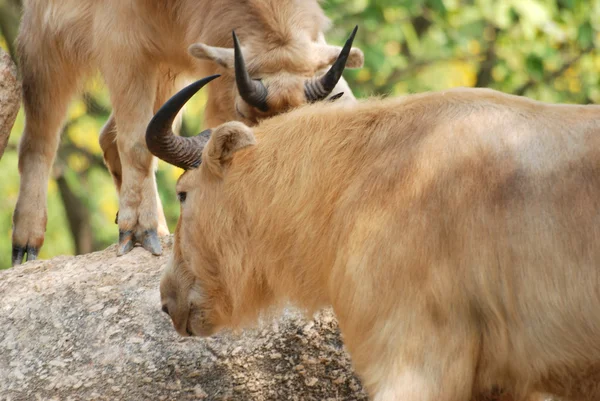 Taurus bull — Stock Photo, Image