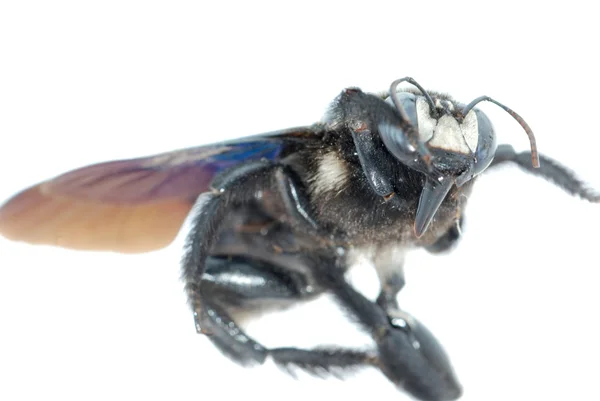Пчела-бомба — стоковое фото