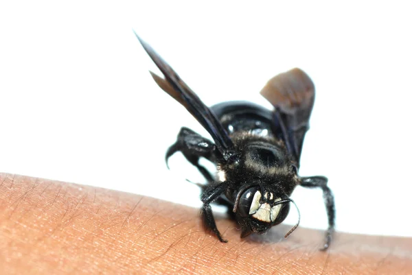 Insecte humble abeille à portée de main — Photo