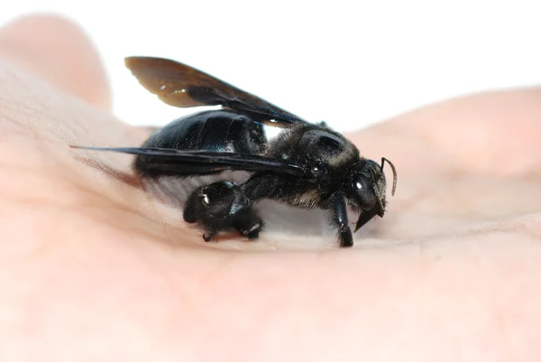 手に昆虫の謙虚な蜂 — ストック写真