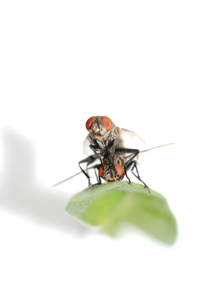 Apareamiento mosca insecto aislado — Foto de Stock