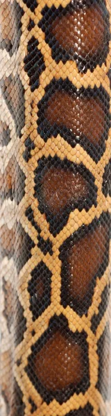 Boa hadí vzor — Stock fotografie