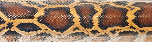 Boa snake pattern — Stock Photo, Image