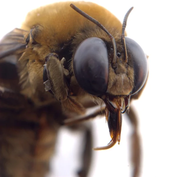 Bumble bee baş makro — Stok fotoğraf