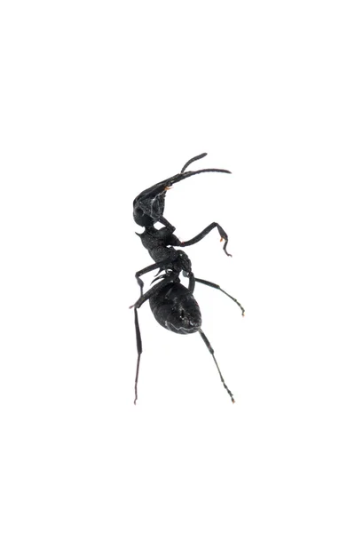 Mravenec izolovaných na bílém pozadí — Stock fotografie