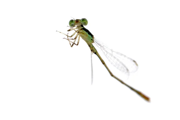 Dragonfly Рівнокрилі бабки — стокове фото