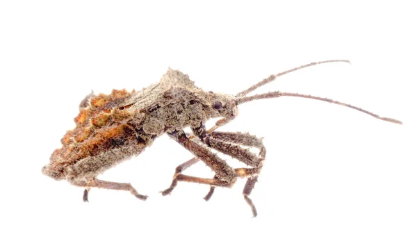 Bug owad smród na białym tle — Zdjęcie stockowe