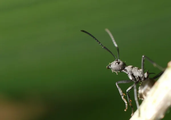 Böcek karınca arka plan — Stok fotoğraf