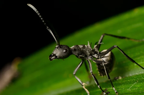 Insekt ant — Stockfoto