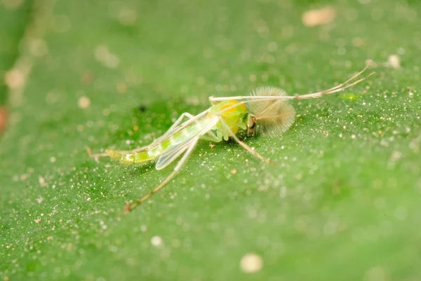 Zielony mosquitog — Zdjęcie stockowe