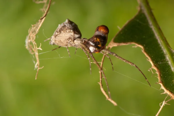 Örümcek yırtıcı — Stok fotoğraf