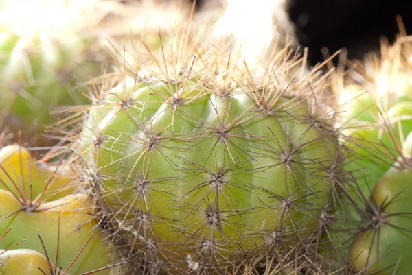 Plant cactus tree — Stock Photo, Image