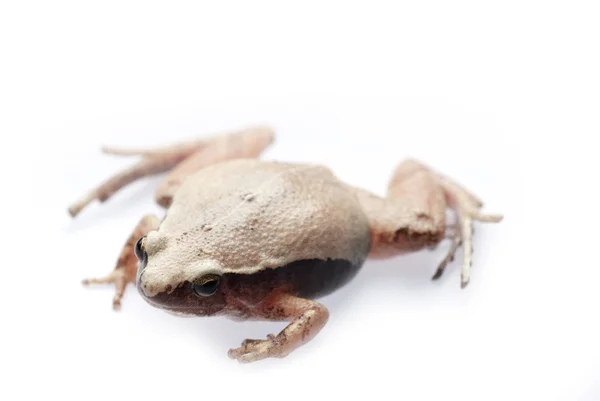 Αμφίβιο ζώο βάτραχος — Φωτογραφία Αρχείου