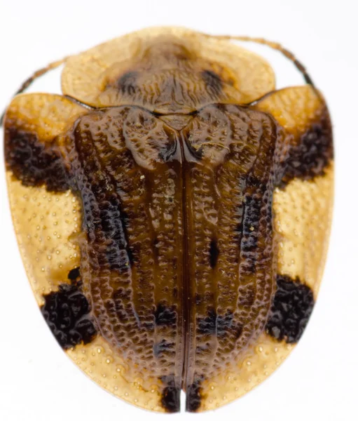 Escarabajo de la tortuga insecto — Foto de Stock